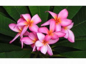 Fotografie z fotogalerie ubytování Pension Iriomote v destinaci Iriomote