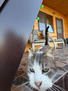 a gray and white cat standing on a patio at Șoaptele Naturii A-frame in Buzău