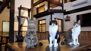 a group of four cats sitting on a table at NEKO no TSUKI in Takayama