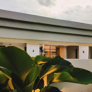 a house with a large green plant in front of it at azafa hotel in Lamobuang