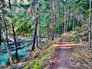ein Feldweg durch einen Wald neben einem Fluss in der Unterkunft Mayne Cottage in Mayne Island