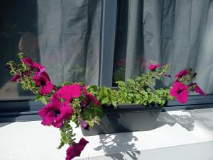 a planter with pink flowers on a window sill at Surf & Guest Lorena´s House in Ribeira Grande
