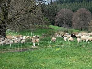 a herd of sheep in a field behind a fence at La maison de Jeanne La Monédière in Chaumeil +3 photos