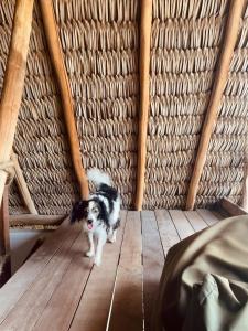 a black and white dog standing on a wooden floor at Jandaia Atins in Atins +84 photos
