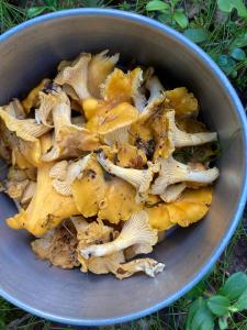 a metal bowl filled with mushrooms on the grass at Maple Cottage in Docksta +7 photos