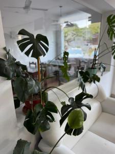 a group of potted plants sitting on a table at HOTEL DIAMANTE in Resistencia