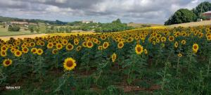 a large field of sunflowers in a field at Lieu-dit Plaisance in Puygouzon-et-Montsalvy +5 photos