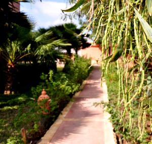 Vườn quanh Riad Hamdani