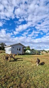 a cat running in a field next to a house at Cabaña Evaristo Ivan in Frutillar