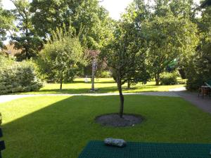 Ein Baum inmitten eines grünen Parks in der Unterkunft One-Bedroom Apartment in Putbus II in Putbus