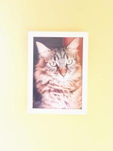 una foto de un gato en un marco de imagen en Apartamento Pepe, en Playa del Inglés