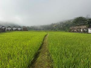 a field of grass with houses in the background at สะปันดีวิว Sapan Dee View บ่อเกลือ น่าน in Ban Huai Ti