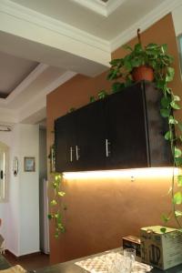 a kitchen with a plant on top of a cabinet at Tecoma studios Lighthouse in Dahab