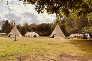 a group of tents in a field with trees at Hillcroft Holiday - Dragonfly Lodge, Woody Hut & Alpaca My Tipi Glamping in Billingshurst