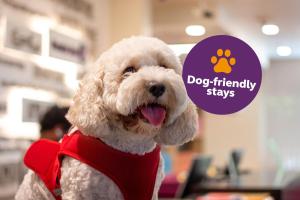 a white dog wearing a red shirt with a dog friendly claws sign at Premier Inn Dubai Al Jaddaf - An Emirates Group Company in Dubai