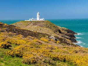 a lighthouse on top of a hill with flowers at 1 Bed in Goodwick oc-fb158 in Goodwick +5 photos