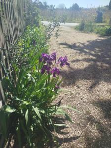a bunch of purple flowers next to a fence at La maison Françine in Sénas +2 photos