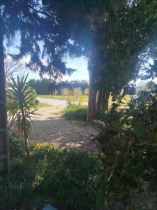 a garden with trees and a dirt road at La maison Françine in Sénas