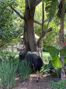 a peacock standing in front of a tree at Bush Lovers Lodge in Modimolle +56 photos
