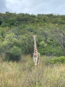 a giraffe standing in a field of tall grass at Bush Lovers Lodge in Modimolle