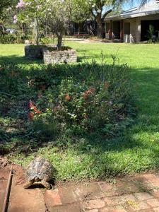 a turtle in the grass in a yard at Bush Lovers Lodge in Modimolle