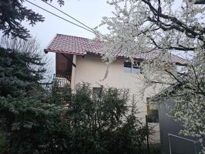 a house with a flowering tree in front of it at Studio M in Năsăud