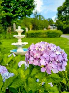 a purple flower in front of a fountain in a park at Pousada Medeiros in Monte Verde