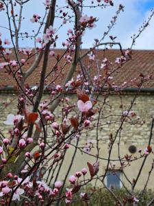 a tree with pink flowers in front of a building at Gartenhaus Schlanstedt in Schlanstedt