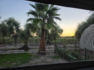 a palm tree in a field with a fence at Finca Magdalena Casa de Campo in San Rafael
