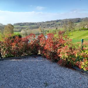 a row of bushes with red flowers in a field at Studio Ittre in Ittre