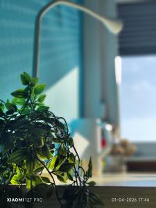 a plant sitting on a table next to a lamp at Casa 28 in Kapelle-op-den-Bos