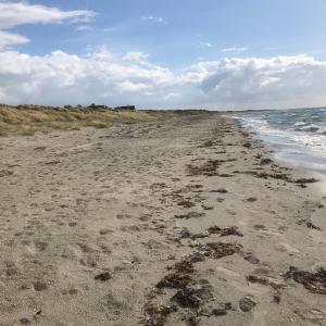 a beach with some seaweed on the sand and the ocean at carlsens hotel in Vesterø Havn +2 photos