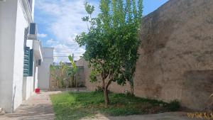 a small tree sitting next to a wall at Refugio del Limonero - Colonial y Cercano in Córdoba