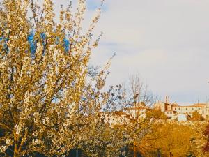 a tree with white flowers and buildings in the background at Lo Scorcio su Sovicille in Sovicille