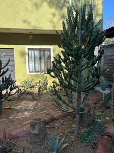 a tree in a yard in front of a house at Tu casa Oaxaca... in Oaxaca City +6 photos