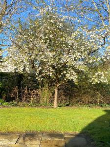 a tree with white flowers on it in a field at Deerpark Manor Bed and Breakfast in Swinford +57 photos