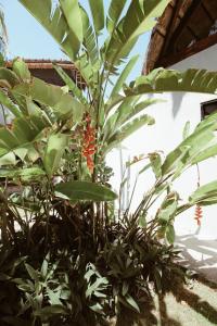 a plant with red flowers and green plants at Aqua Viva in Tulum +26 photos