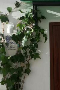 a green plant is growing on the side of a wall at L' Edera in Fasano