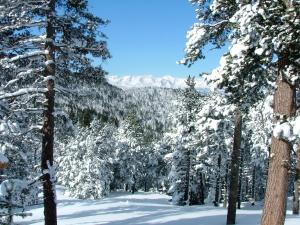 a snowy forest with snow covered trees and mountains at studio MONT LOUIS in La Cabanasse +5 photos