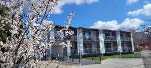 an apartment building with a flowering tree in front of it at Obermain Living in Bad Staffelstein
