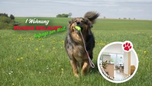 a dog with a ball in its mouth in a field at Haus Alleegarten in Bad Bertrich +14 photos