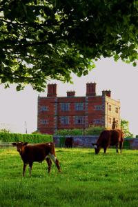 a group of cows grazing in a field in front of a building at Soulton Hall in Wem +12 photos