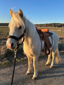 a white horse standing on a dirt road at Studio Ranch Johanna in Kullavik