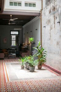 a group of potted plants sitting on a patio at Aayu Stewart - Stewart Ln, George Town in George Town