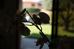 a plant in a vase sitting next to a window at Villa Libo - HelloElba in Marciana Marina