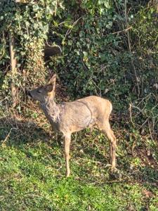 a deer standing in the grass in a field at Ferienwohnung Lux in Ortenberg