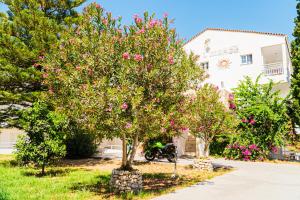 a motorcycle parked under a tree with pink flowers at Premium ikaros in Laganas