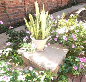 a plant in a pot sitting on some flowers at Rosy Palm Sunrise in Upington