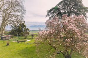 a tree with pink flowers in a field at B&B Château de Denens in Denens