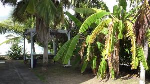 a person standing next to a bunch of banana trees at Appartement spacieux étage maison avec jardin à Ste Anne in Sainte-Anne
